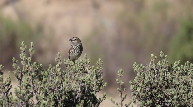 Karoo birds; Karoo Prinia; Bird watching; Sutherland Bird watching; Rogge Cloof Birds; Great Karoo Birds