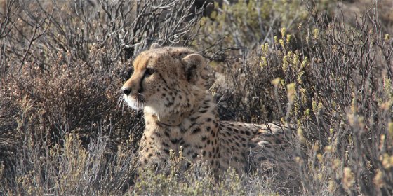 Guided Cheetah Tracking