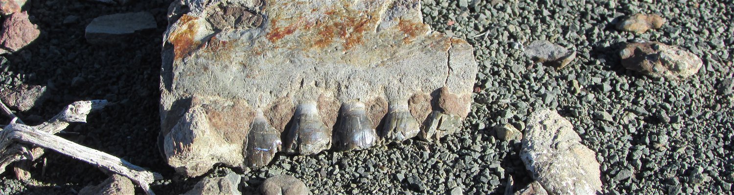 Pareiasaurus teeth; Permian Age fossils; Karoo fossils; Sutherland activities; Rogge Cloof activities