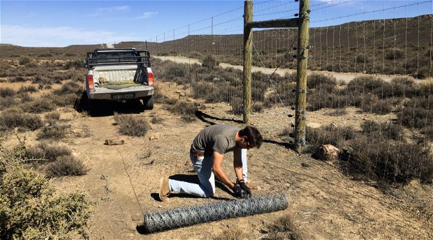 Fence-work at Rogge Cloof