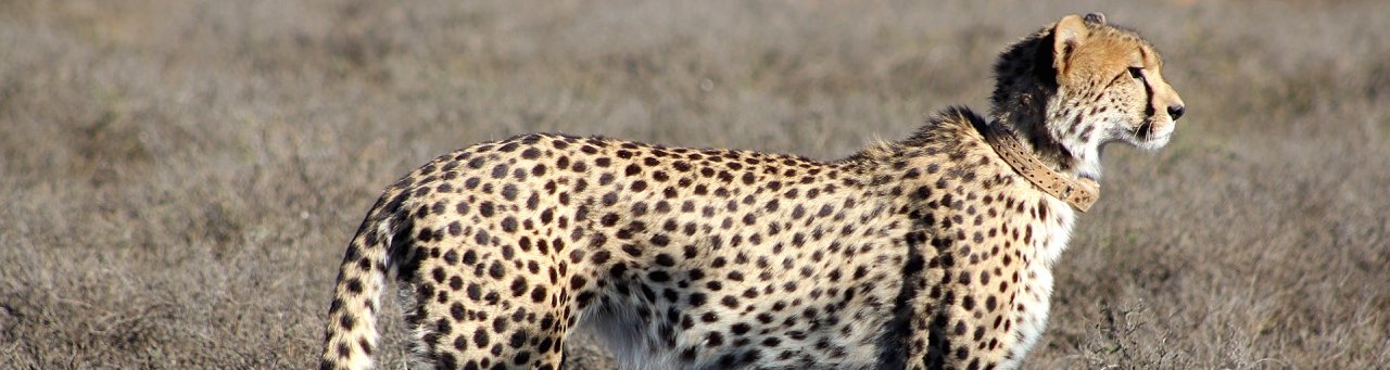Karoo cheetahs; Karoo game drive; Sutherland activities