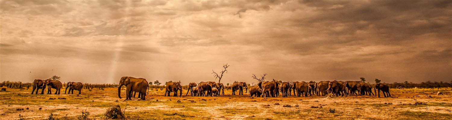 An elephant herd as seen in Botswana. Botswana has the biggest population of elephants in the world. 