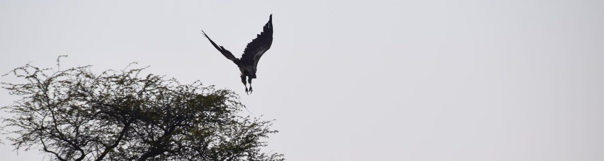 tented bushcamp namibia