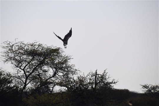 tented bushcamp namibia