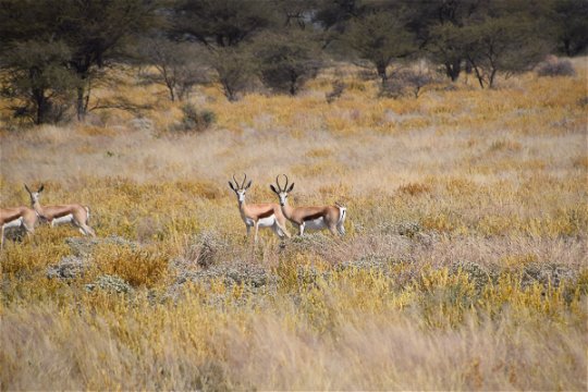 springbuck hunting namibia