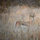 best hunting in namibia