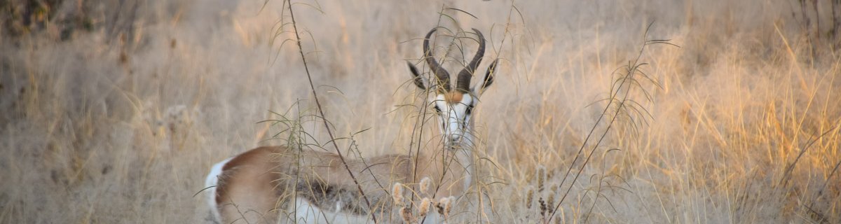 best hunting in namibia