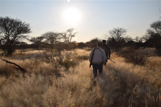 free ranging hunting namibia