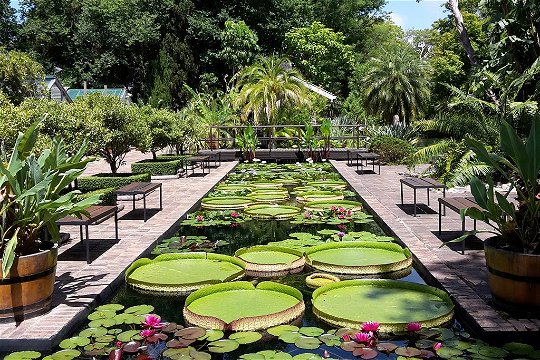 Things to do in Stellenbosch: SU Botanical Garden