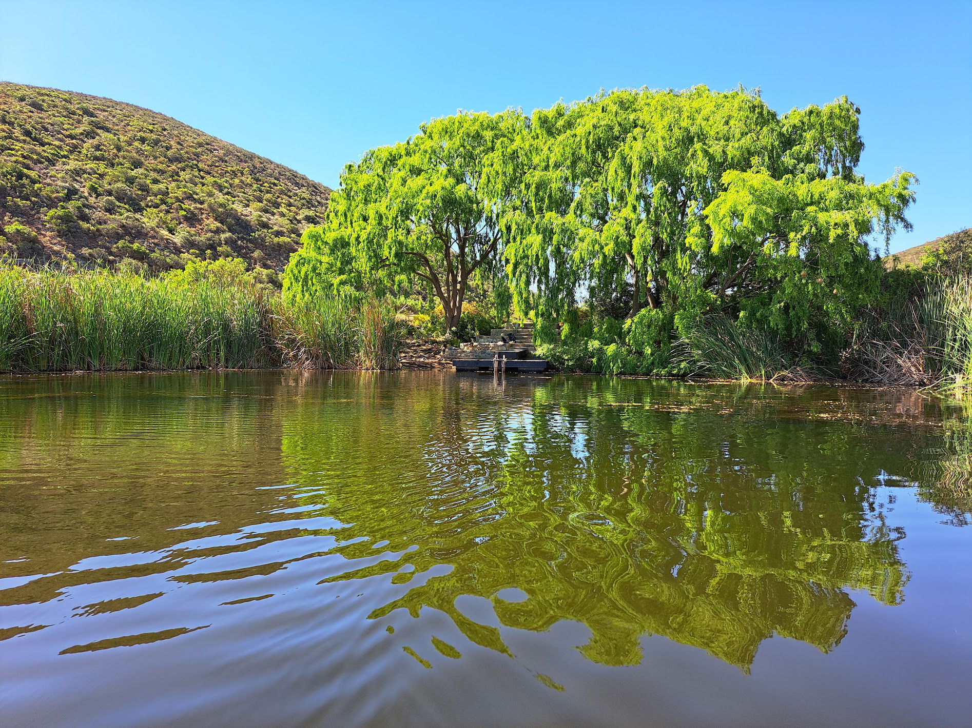 Willows at the dam