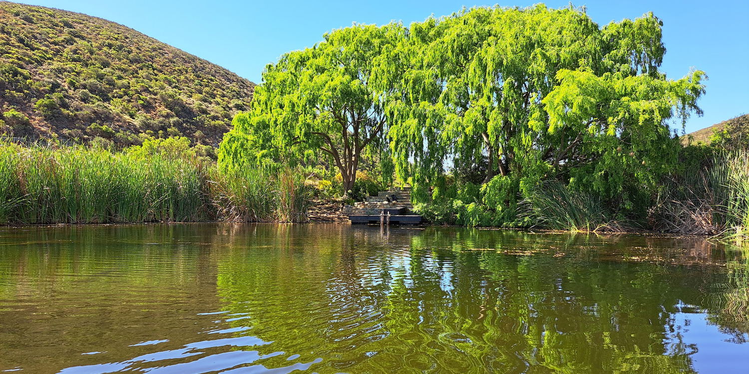 Willows at the dam