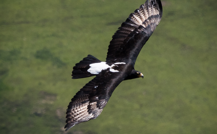 Birding