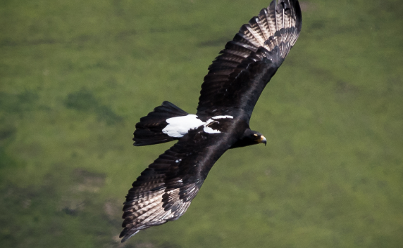 Birding in Cape Town. Raptors in Cape Town. Best birding spots in the Western Cape.