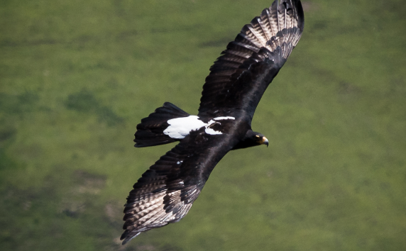Black Eagle at porcupine hills Black Eagle at porcupine hills