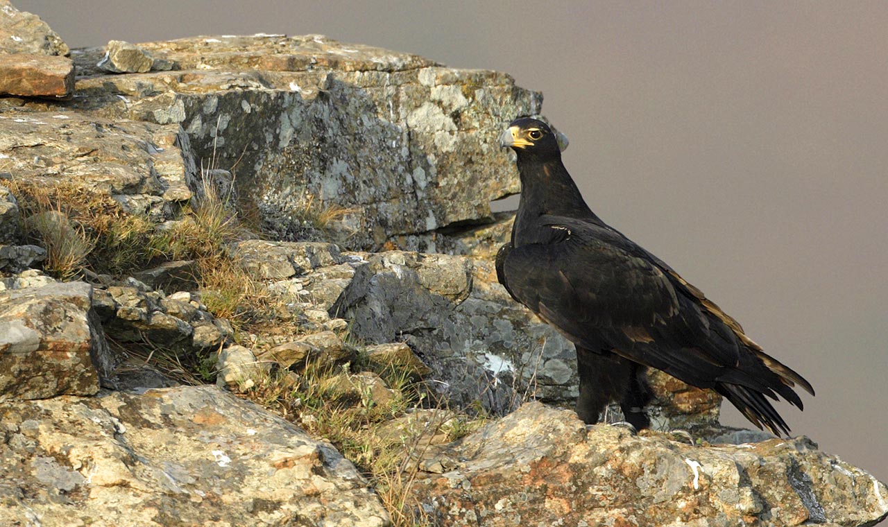 Birding in Cape Town. Raptors in Cape Town. Best birding spots in the Western Cape.
