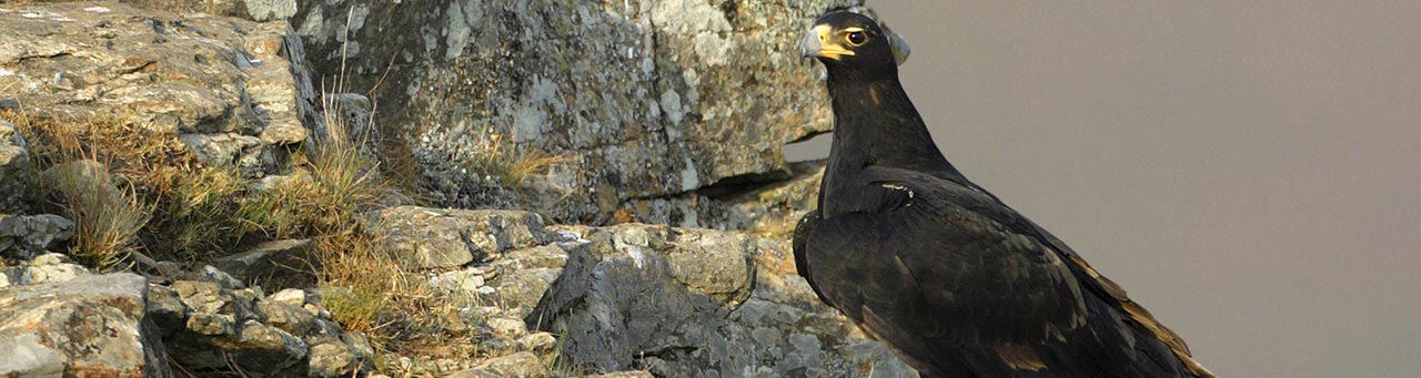 Birding in Cape Town. Raptors in Cape Town. Best birding spots in the Western Cape.