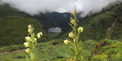 Bhutan Flower Tour