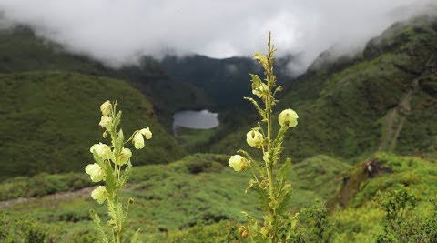 Himalayan Flower Expedition Himalayan Flower Expedition