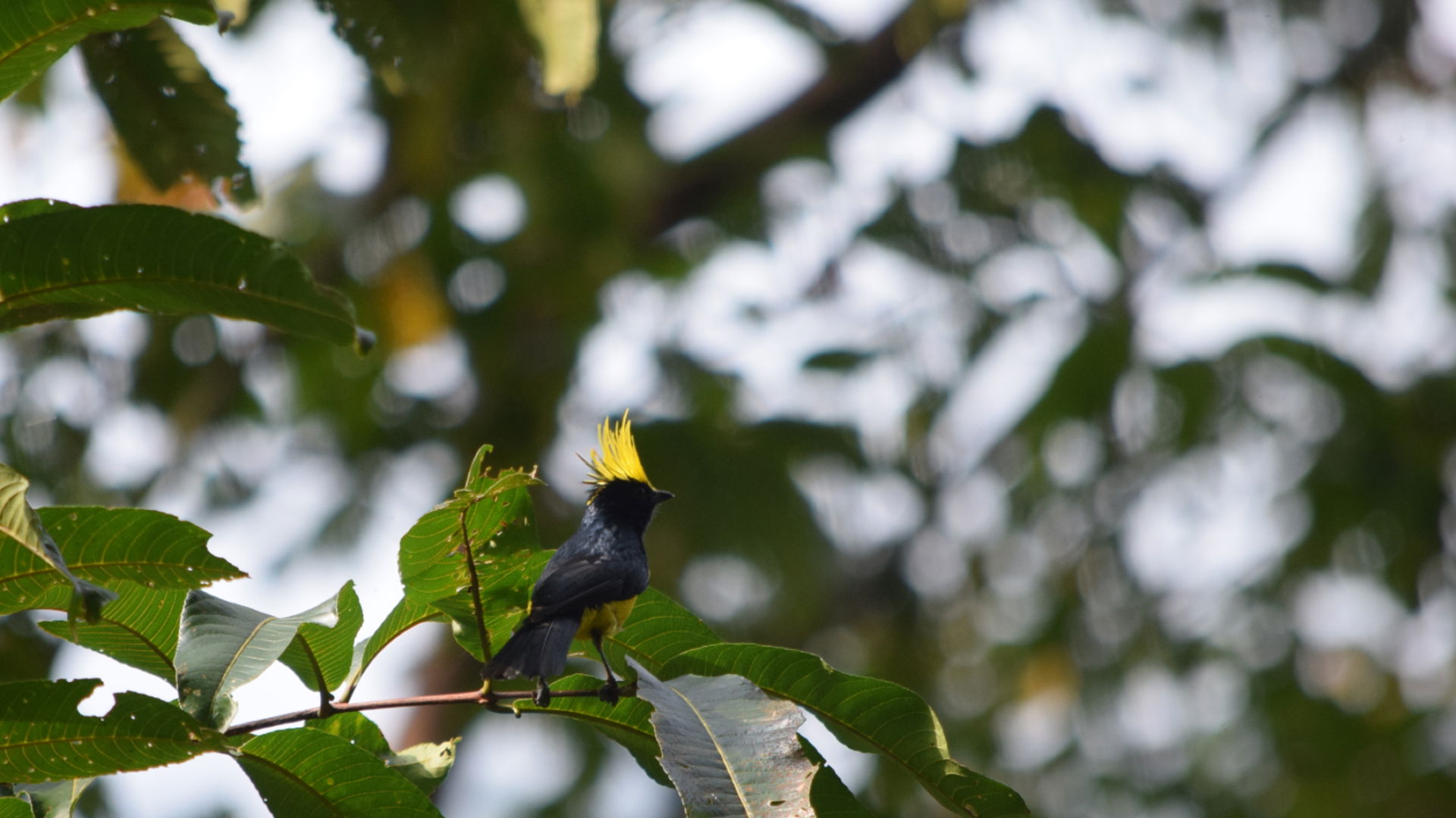 Attractions of Manas National Park