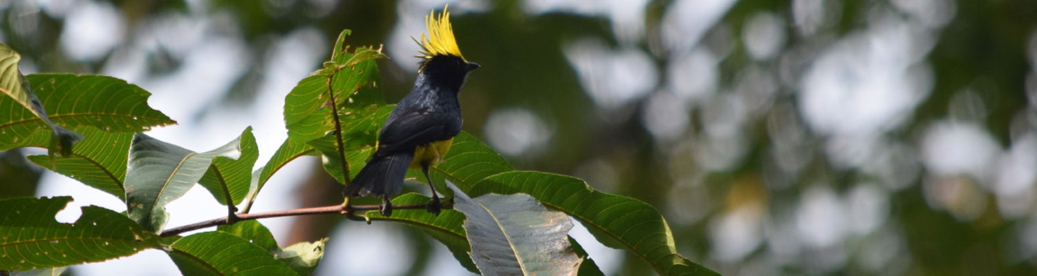 Attractions of Manas National Park