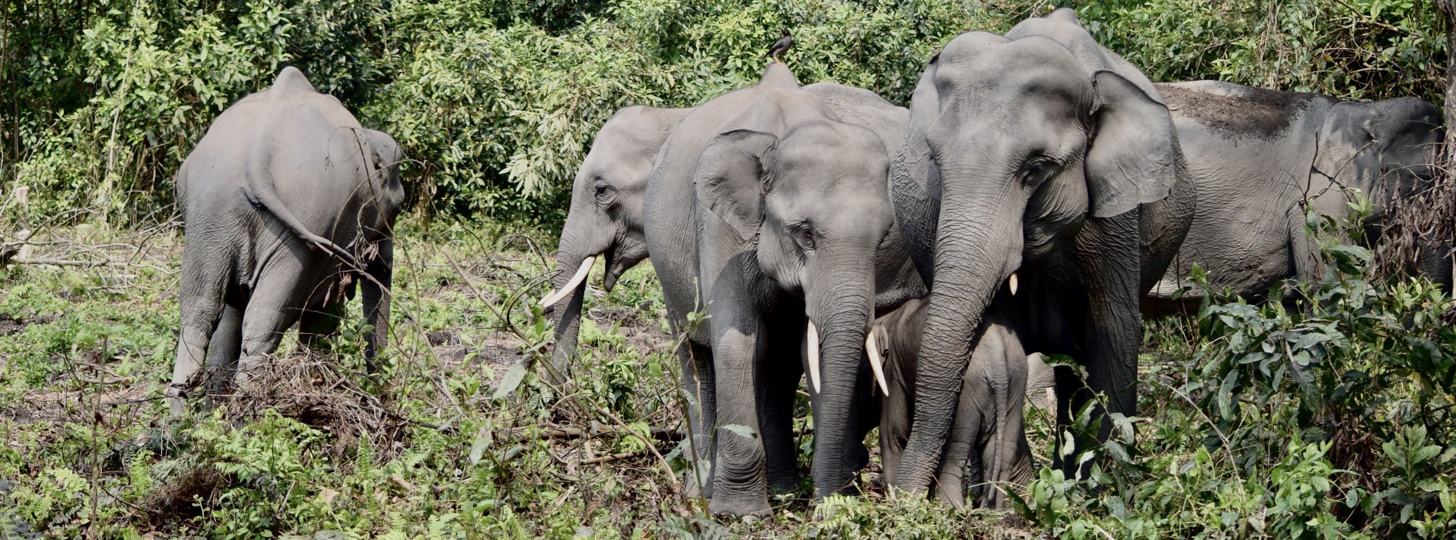 Manas National Park, Elephant Safari, Nature Adventure, Bird Watching, 