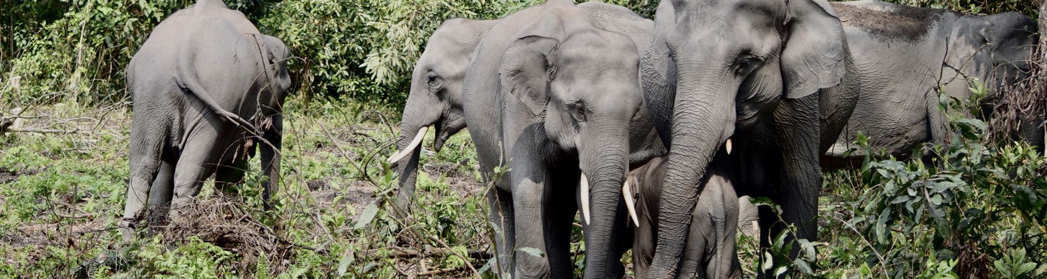 Manas National Park, Elephant Safari, Nature Adventure, Bird Watching,