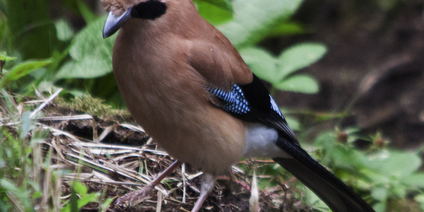 Bird Watching Tour