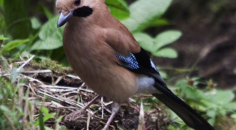 Bird watching in Bhutan, Bird Watching Tour in Bhutan, 