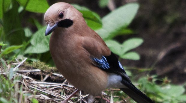 Bird watching in Bhutan, Bird Watching Tour in Bhutan, 