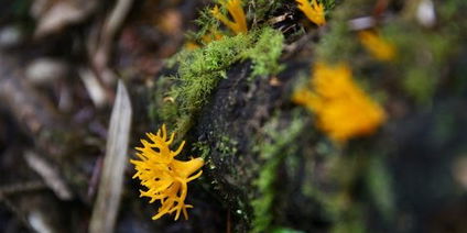 Laya Gasa Bhutan Trek