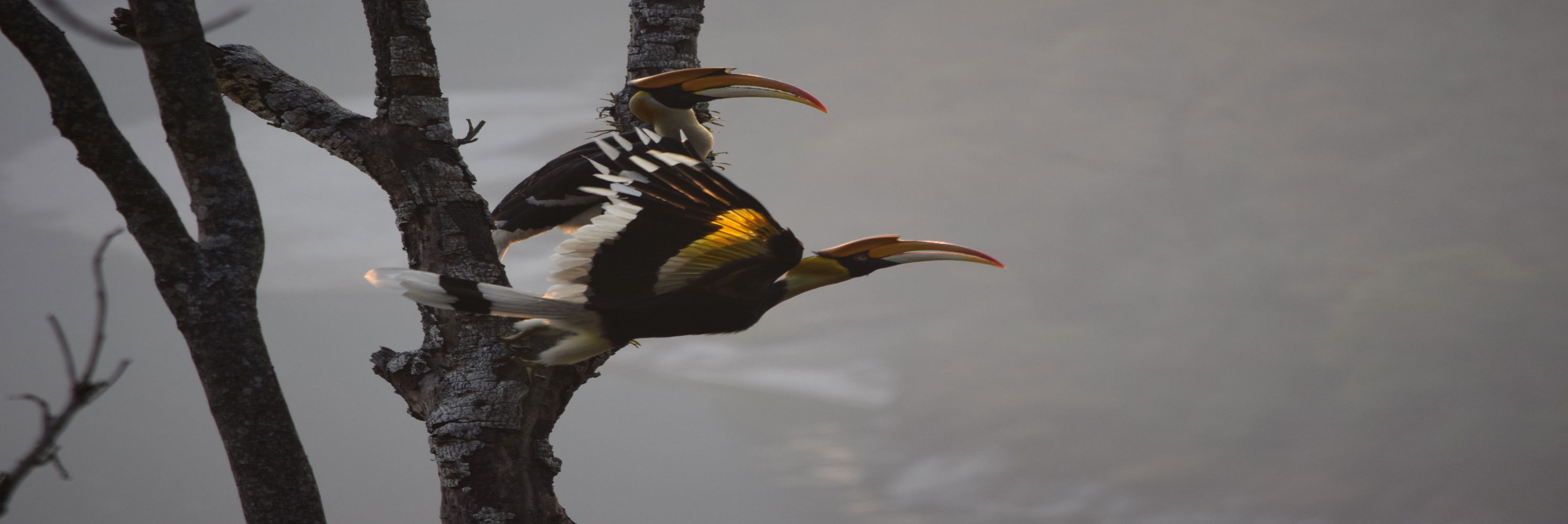 Royal Manas National Park