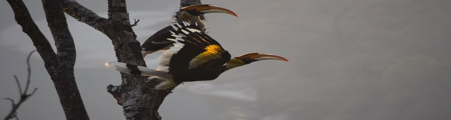 Royal Manas National Park