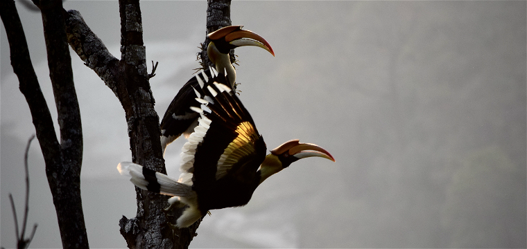 Royal Manas National Park, Nature Tour, Bird Watching, Endangered Birds of Bhutan