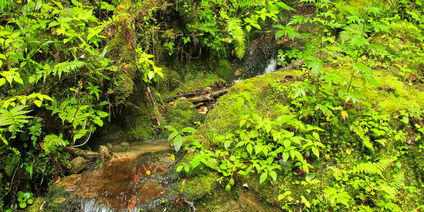 Royal Botanical Hike