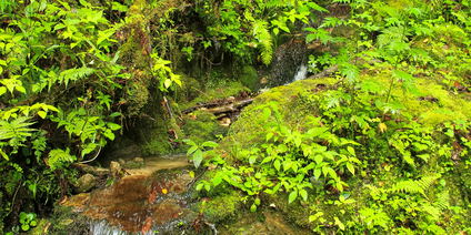 Royal Botanical Hike