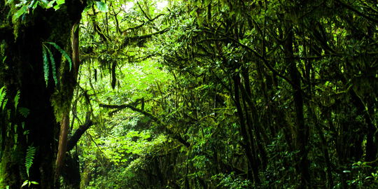 Rainforest Hike