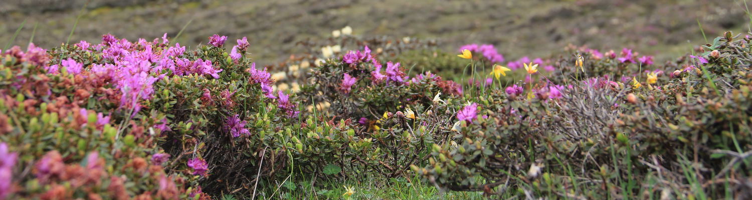 Juniper Trek, Alpine Flower Trek, 2 Nights Trek in Bhutan