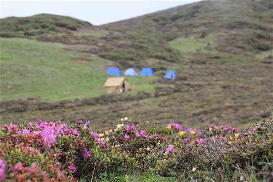 Juniper Trek, Alpine Flower Trek, 2 Nights Trek in Bhutan