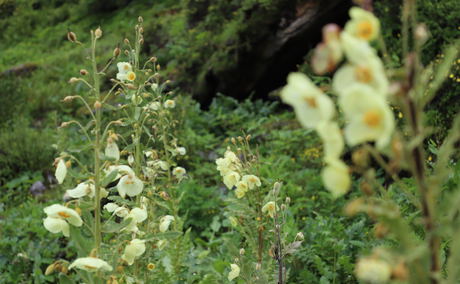 Bhutan Flower Tour, Himalayan Flower Expedition Bhutan Flower Tour, Himalayan Flower Expedition