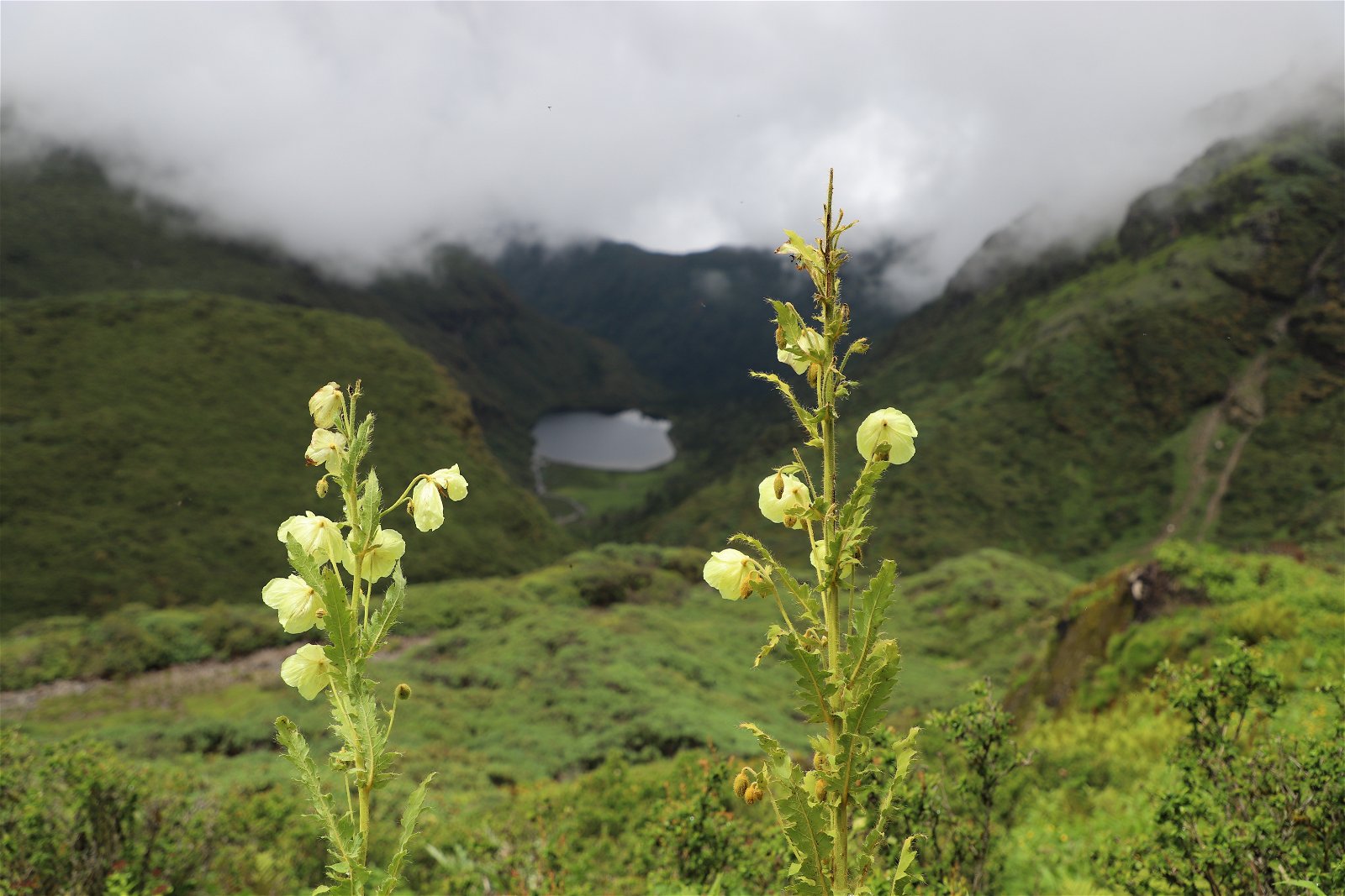 Bhutan Flower Tour, The Yellow Poppy of Bhutan
