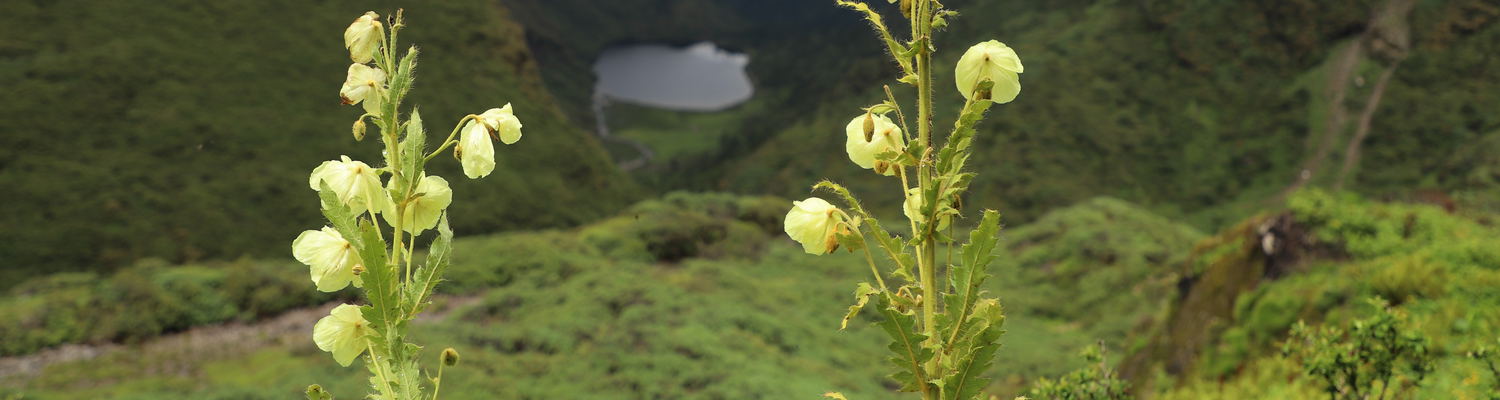 Bhutan Flower Tour, The Yellow Poppy of Bhutan