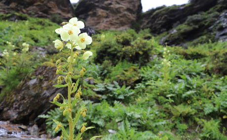 Bhutan Flower Tour, Yellow Poppy of Bhutan