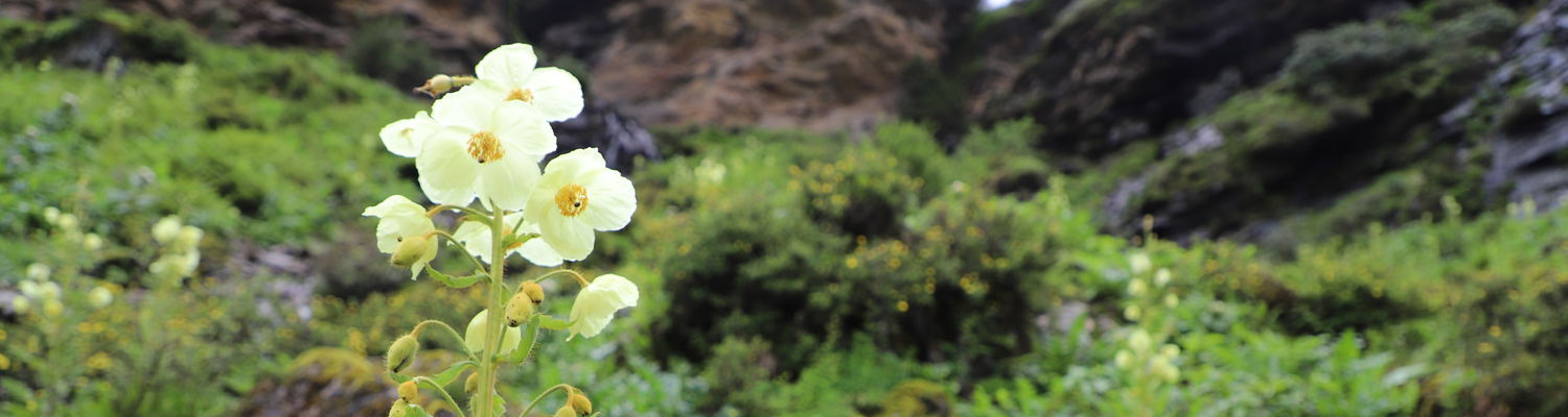 Bhutan Flower Tour, Yellow Poppy of Bhutan