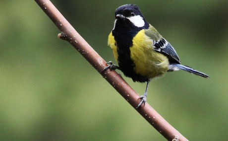 Bird watching in Bhutan, Bird Watching Tour in Bhutan, Bird watching in Bhutan, Bird Watching Tour in Bhutan,