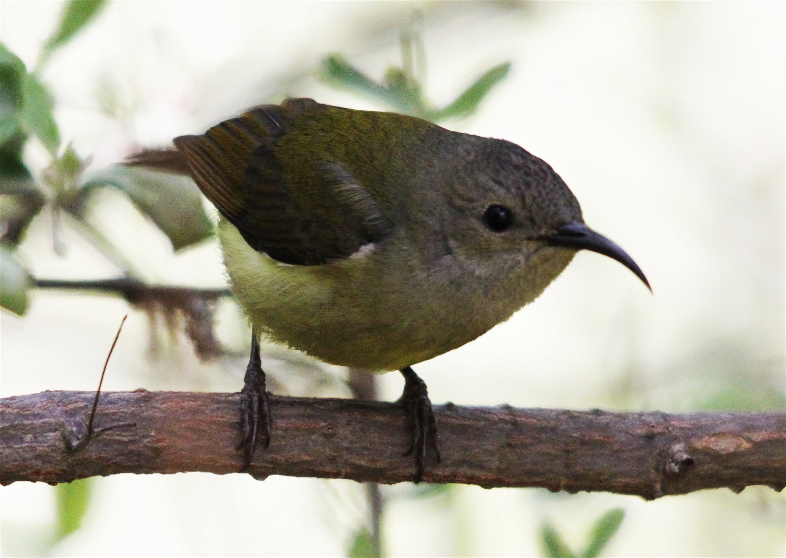 Bird watching in Bhutan, Bird Watching Tour in Bhutan, 