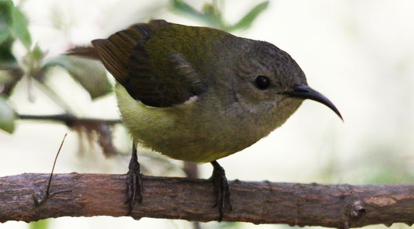 Bird watching in Bhutan, Bird Watching Tour in Bhutan,
