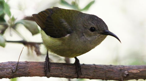 Bird watching in Bhutan, Bird Watching Tour in Bhutan,