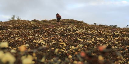 The Alpine Trek