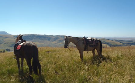 Horse Riding in the Berg