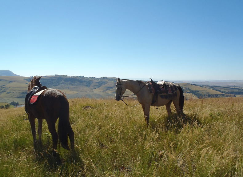 Horse Riding in Central Drakensberg Horse Riding in Central Drakensberg